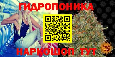 стафф Гай
